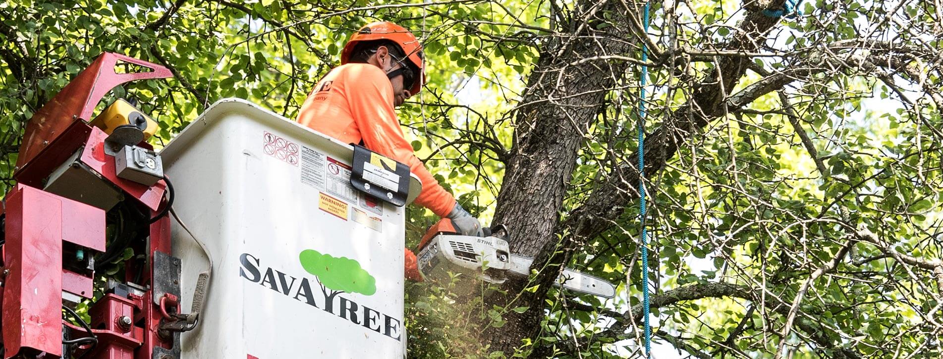Arborist Consultations-West Palm Beach Tree Trimming and Tree Removal Services-We Offer Tree Trimming Services, Tree Removal, Tree Pruning, Tree Cutting, Residential and Commercial Tree Trimming Services, Storm Damage, Emergency Tree Removal, Land Clearing, Tree Companies, Tree Care Service, Stump Grinding, and we're the Best Tree Trimming Company Near You Guaranteed!