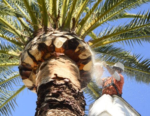 Palm Tree Trimming & Palm Tree Removal-West Palm Beach Tree Trimming and Tree Removal Services-We Offer Tree Trimming Services, Tree Removal, Tree Pruning, Tree Cutting, Residential and Commercial Tree Trimming Services, Storm Damage, Emergency Tree Removal, Land Clearing, Tree Companies, Tree Care Service, Stump Grinding, and we're the Best Tree Trimming Company Near You Guaranteed!