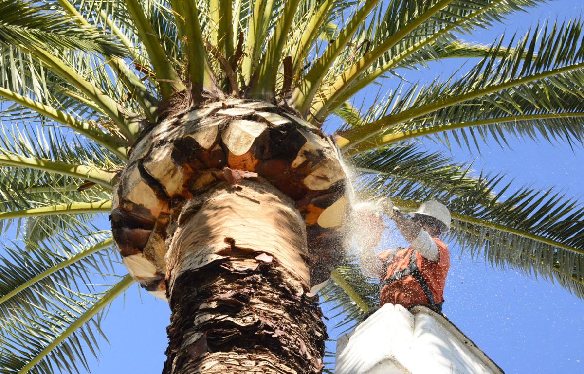 Palm Tree Trimming & Palm Tree Removal-West Palm Beach Tree Trimming and Tree Removal Services-We Offer Tree Trimming Services, Tree Removal, Tree Pruning, Tree Cutting, Residential and Commercial Tree Trimming Services, Storm Damage, Emergency Tree Removal, Land Clearing, Tree Companies, Tree Care Service, Stump Grinding, and we're the Best Tree Trimming Company Near You Guaranteed!