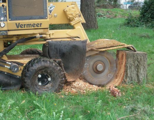 Stump Grinding & Removal-West Palm Beach Tree Trimming and Tree Removal Services-We Offer Tree Trimming Services, Tree Removal, Tree Pruning, Tree Cutting, Residential and Commercial Tree Trimming Services, Storm Damage, Emergency Tree Removal, Land Clearing, Tree Companies, Tree Care Service, Stump Grinding, and we're the Best Tree Trimming Company Near You Guaranteed!