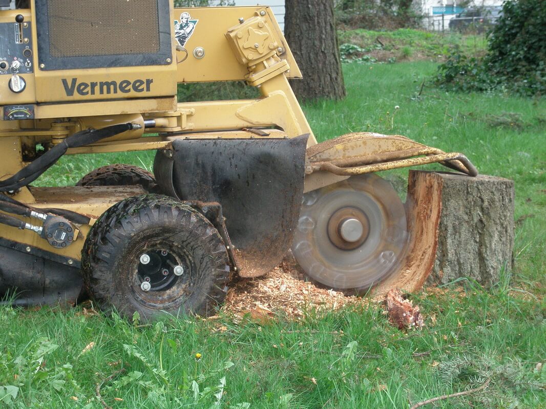Stump Grinding & Removal-West Palm Beach Tree Trimming and Tree Removal Services-We Offer Tree Trimming Services, Tree Removal, Tree Pruning, Tree Cutting, Residential and Commercial Tree Trimming Services, Storm Damage, Emergency Tree Removal, Land Clearing, Tree Companies, Tree Care Service, Stump Grinding, and we're the Best Tree Trimming Company Near You Guaranteed!