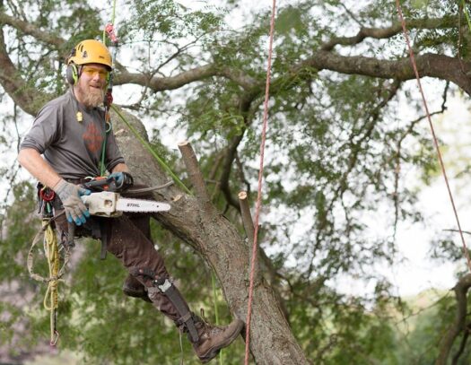 Tree Cutting-West Palm Beach Tree Trimming and Tree Removal Services-We Offer Tree Trimming Services, Tree Removal, Tree Pruning, Tree Cutting, Residential and Commercial Tree Trimming Services, Storm Damage, Emergency Tree Removal, Land Clearing, Tree Companies, Tree Care Service, Stump Grinding, and we're the Best Tree Trimming Company Near You Guaranteed!