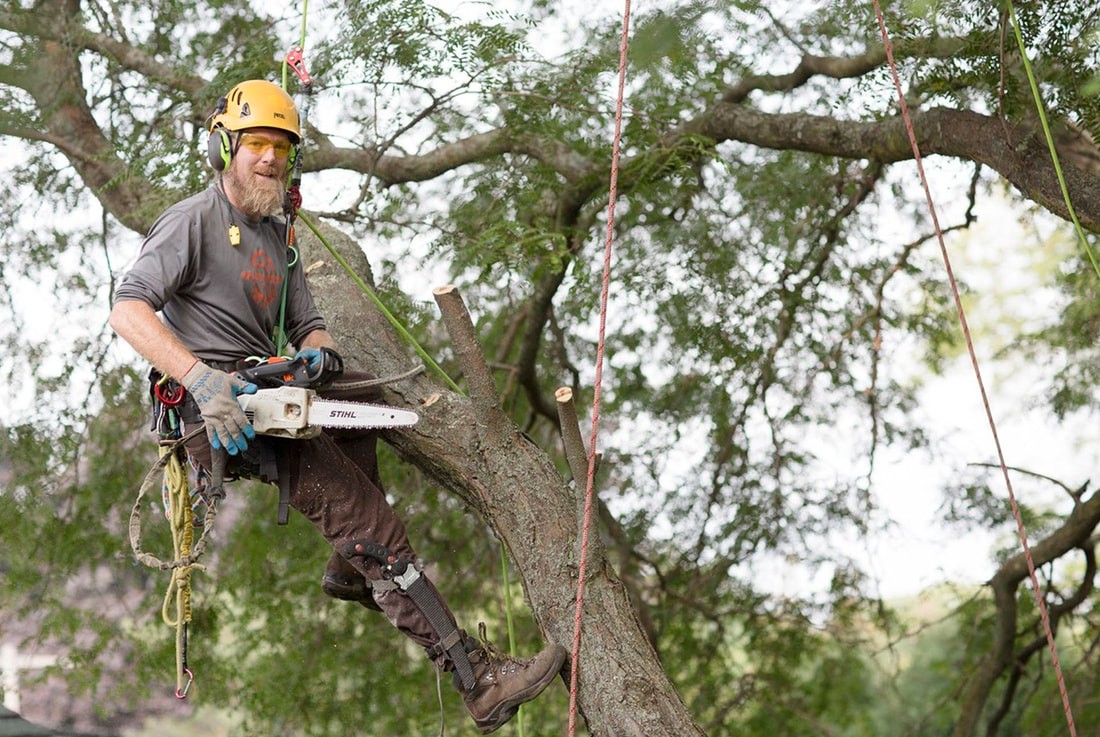 Tree Cutting-West Palm Beach Tree Trimming and Tree Removal Services-We Offer Tree Trimming Services, Tree Removal, Tree Pruning, Tree Cutting, Residential and Commercial Tree Trimming Services, Storm Damage, Emergency Tree Removal, Land Clearing, Tree Companies, Tree Care Service, Stump Grinding, and we're the Best Tree Trimming Company Near You Guaranteed!
