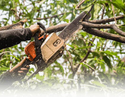 Tree Trimming Services-West Palm Beach Tree Trimming and Tree Removal Services-We Offer Tree Trimming Services, Tree Removal, Tree Pruning, Tree Cutting, Residential and Commercial Tree Trimming Services, Storm Damage, Emergency Tree Removal, Land Clearing, Tree Companies, Tree Care Service, Stump Grinding, and we're the Best Tree Trimming Company Near You Guaranteed!