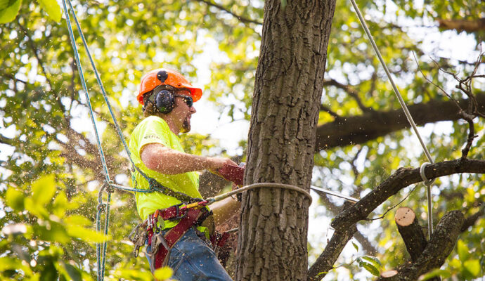 West Palm Beach Tree Trimming and Tree Removal Services Header Image copy-We Offer Tree Trimming Services, Tree Removal, Tree Pruning, Tree Cutting, Residential and Commercial Tree Trimming Services, Storm Damage, Emergency Tree Removal, Land Clearing, Tree Companies, Tree Care Service, Stump Grinding, and we're the Best Tree Trimming Company Near You Guaranteed!