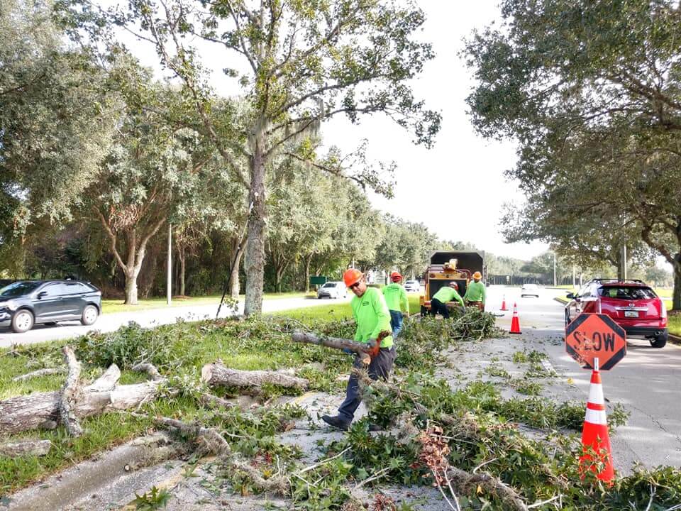 Commercial-Tree-Services-Affordable-Pro-Tree-Trimming-Removal-Team-of-West Palm Beach