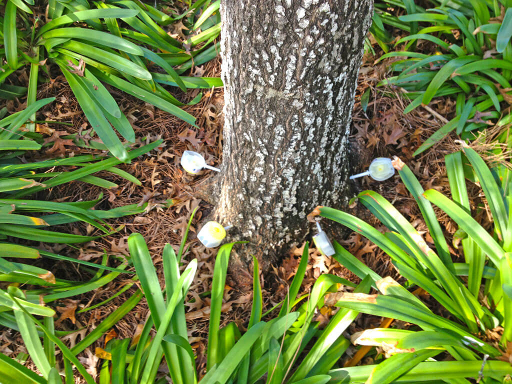 Deep Root Injection Near Me-Pro Tree Trimming & Removal Team of West Palm Beach