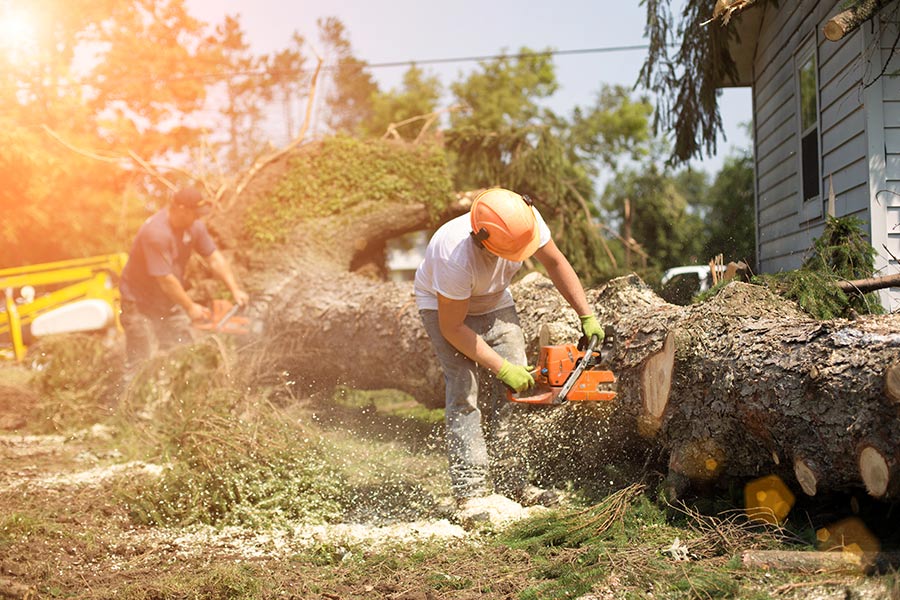 Emergency Tree Removal West Palm Beach-Pro Tree Trimming & Removal Team of West Palm Beach