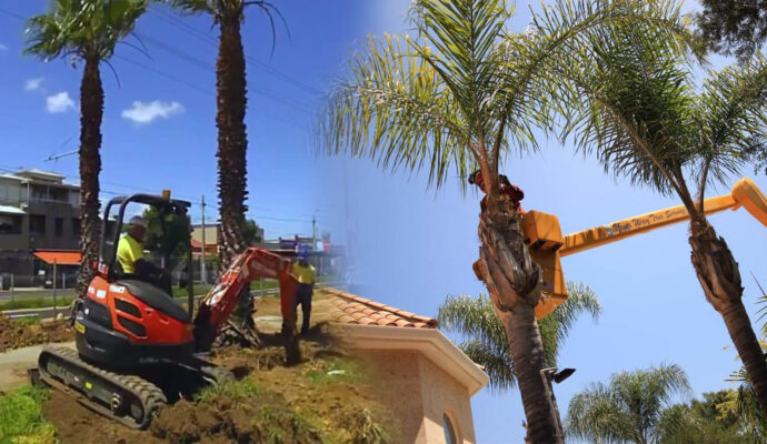 Palm Tree Trimming & Palm Tree Removal Near Me-Pro Tree Trimming & Removal Team of West Palm Beach