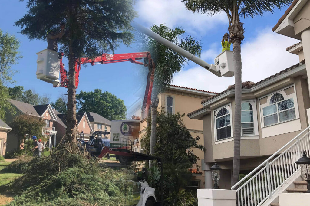 Residential-Tree-Services-Affordable-Pro-Tree-Trimming-Removal-Team-of-West Palm Beach