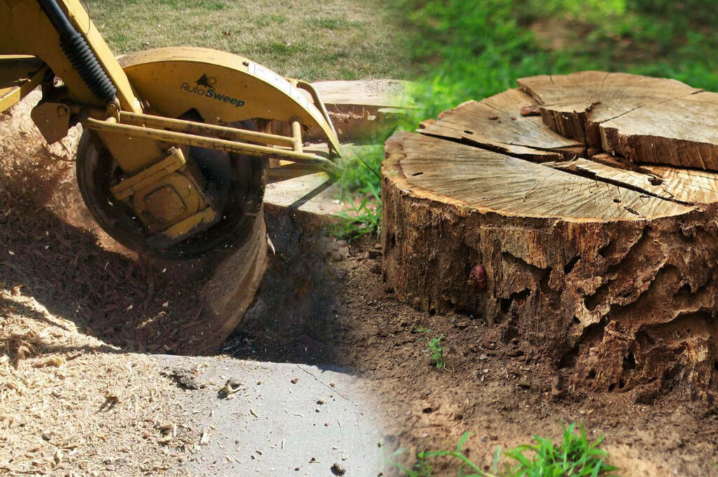 Stump-Grinding-Removal-Affordable-Pro-Tree-Trimming-Removal-Team-of-West Palm Beach