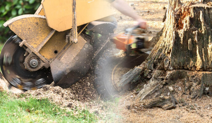 Stump Grinding & Removal Near Me-Pro Tree Trimming & Removal Team of West Palm Beach