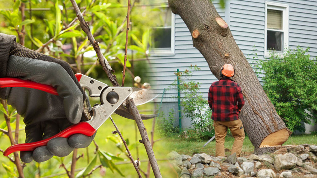 Tree Pruning & Tree Removal Near Me-Pro Tree Trimming & Removal Team of West Palm Beach