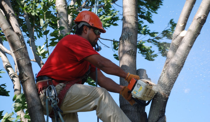 Tree Pruning & Tree Removal West Palm Beach-Pro Tree Trimming & Removal Team of West Palm Beach