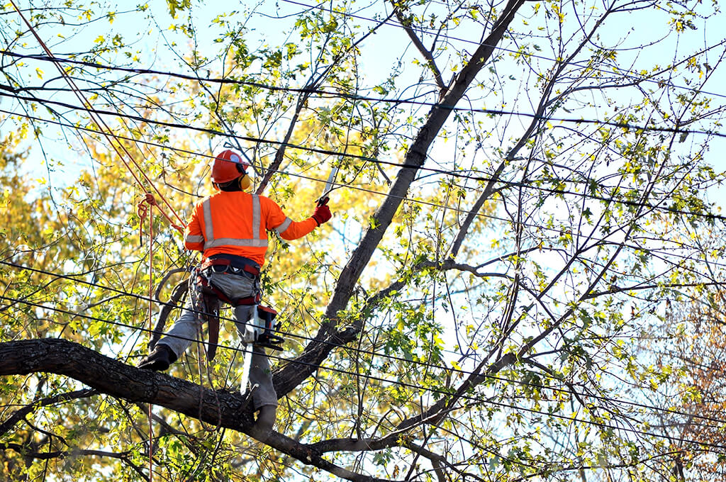 Tree-Trimming-Services-Affordable-Pro-Tree-Trimming-Removal-Team-of-West Palm Beach