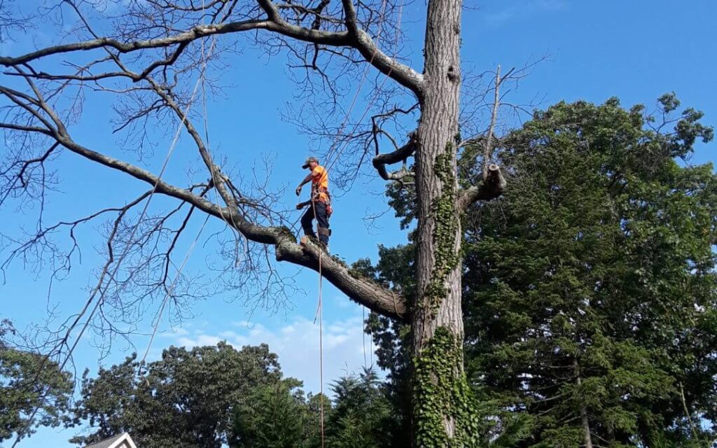 Tree Trimming Services West Palm Beach-Pro Tree Trimming & Removal Team of West Palm Beach