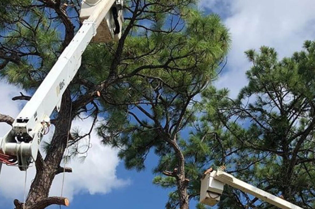 West Palm Beach Commercial Tree Services-Pro Tree Trimming & Removal Team of West Palm Beach