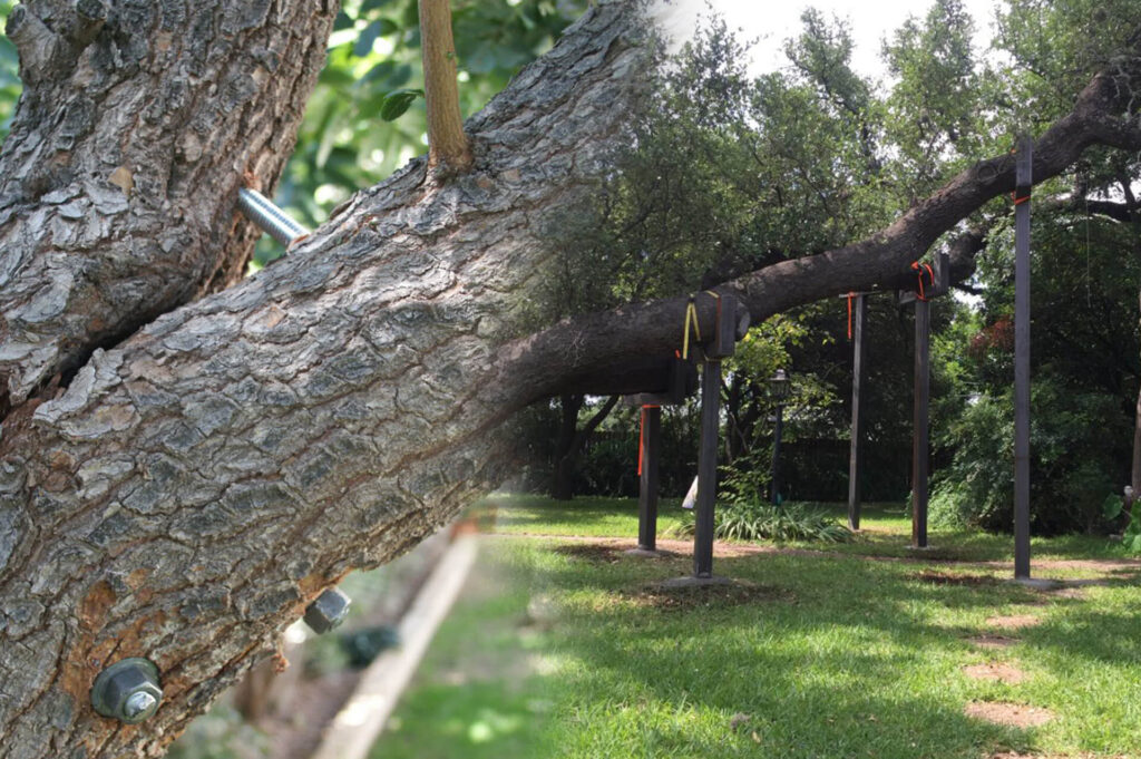 West Palm Beach Tree Bracing & Tree Cabling-Pro Tree Trimming & Removal Team of West Palm Beach