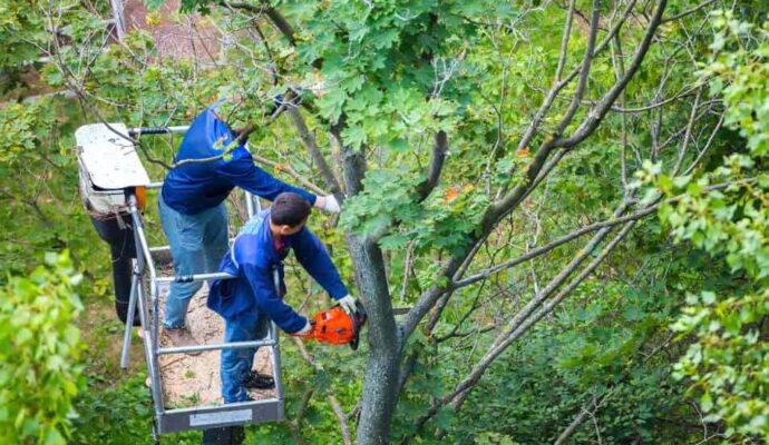 West Palm Beach Tree Trimming Services-Pro Tree Trimming & Removal Team of West Palm Beach