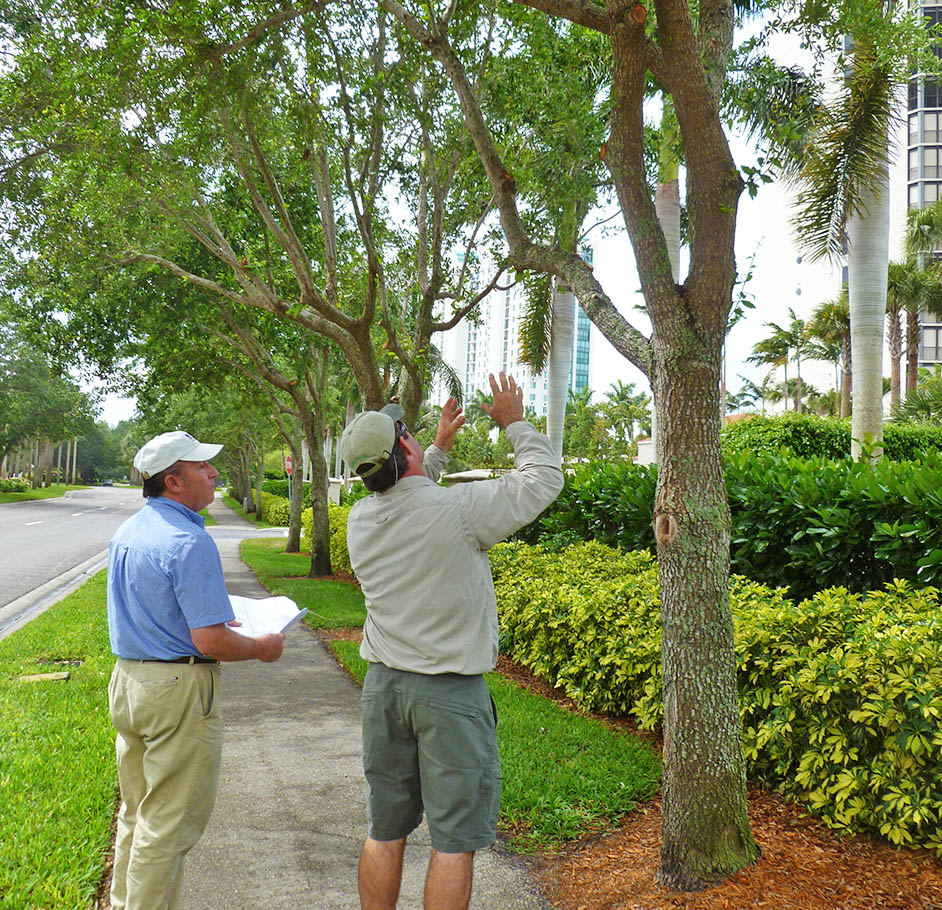 Arborist Consultations-Experts-Pro Tree Trimming & Removal Team of West Palm Beach