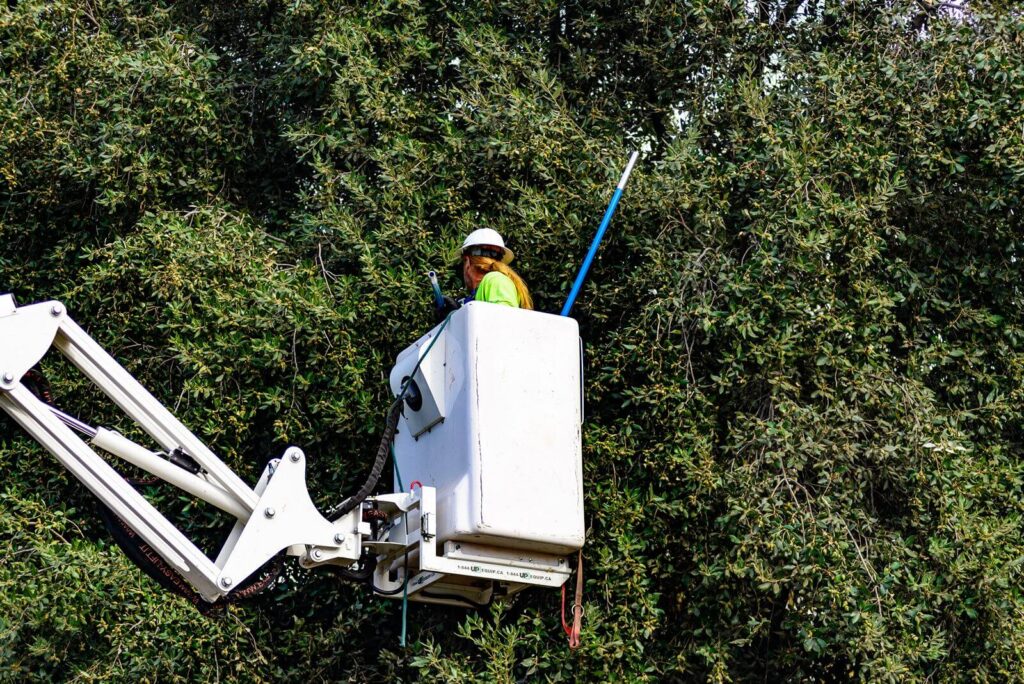 Commercial-Tree-Services-Services Pro-Tree-Trimming-Removal-Team-of- West Palm Beach