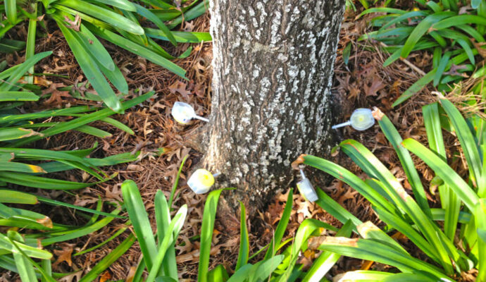 Deep Root Injection-Pros-Pro Tree Trimming & Removal Team of West Palm Beach