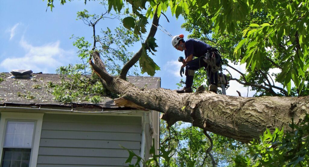 Emergency-Tree-Removal-Services Pro-Tree-Trimming-Removal-Team-of- West Palm Beach