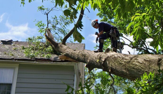Emergency-Tree-Removal-Services Pro-Tree-Trimming-Removal-Team-of- West Palm Beach