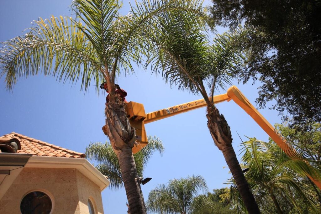 Palm Tree Trimming-Experts-Pro Tree Trimming & Removal Team of West Palm Beach