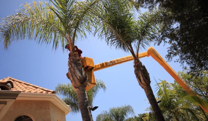 Palm Tree Trimming-Experts-Pro Tree Trimming & Removal Team of West Palm Beach