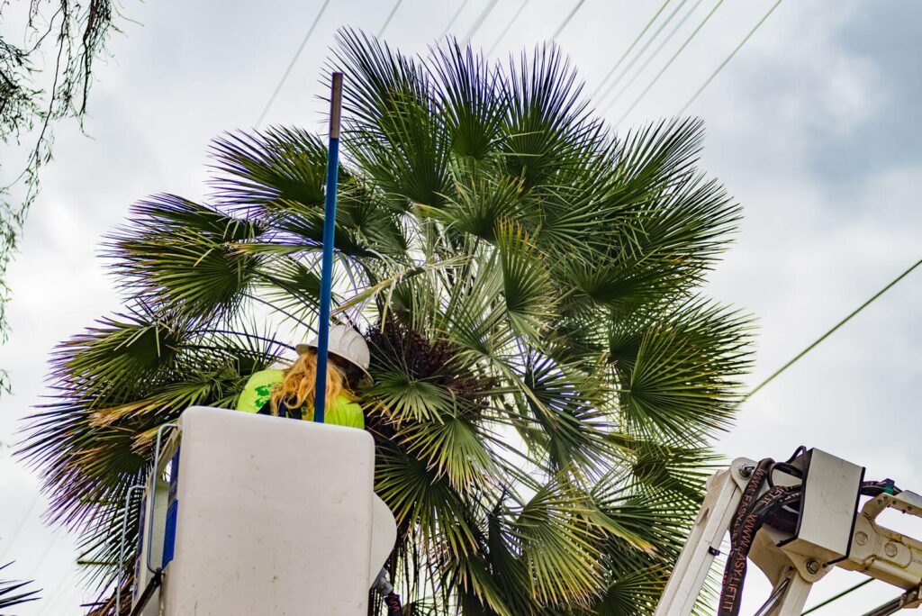 Palm-Tree-Trimming-Palm-Tree-Removal-Services Pro-Tree-Trimming-Removal-Team-of- West Palm Beach