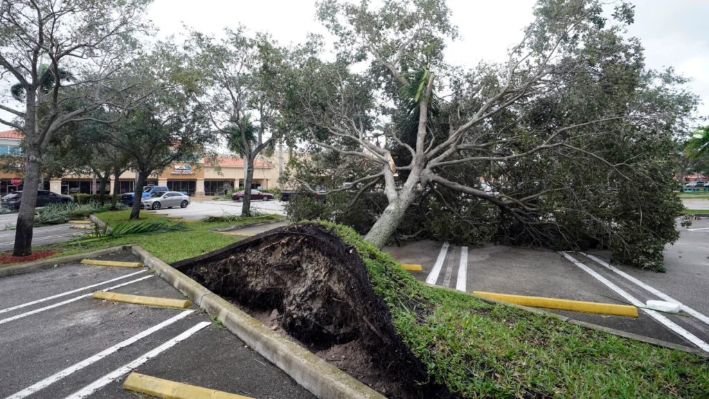 Storm Damage-Experts-Pro Tree Trimming & Removal Team of West Palm Beach