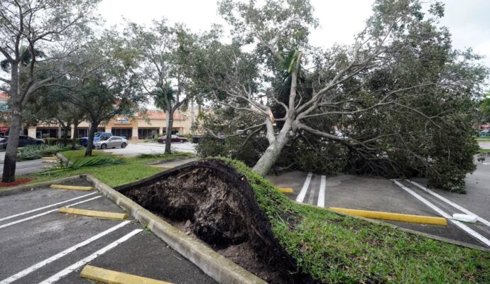 Storm Damage-Experts-Pro Tree Trimming & Removal Team of West Palm Beach