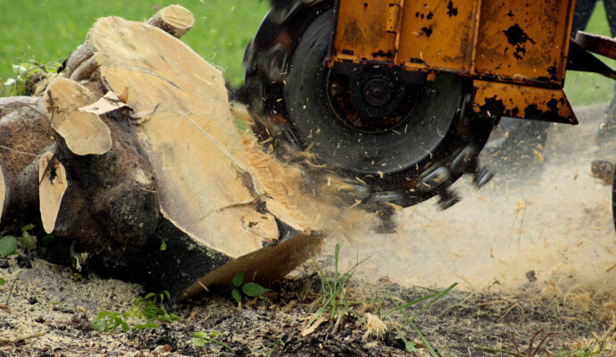 Stump-Grinding-Removal-Services Pro-Tree-Trimming-Removal-Team-of- West Palm Beach