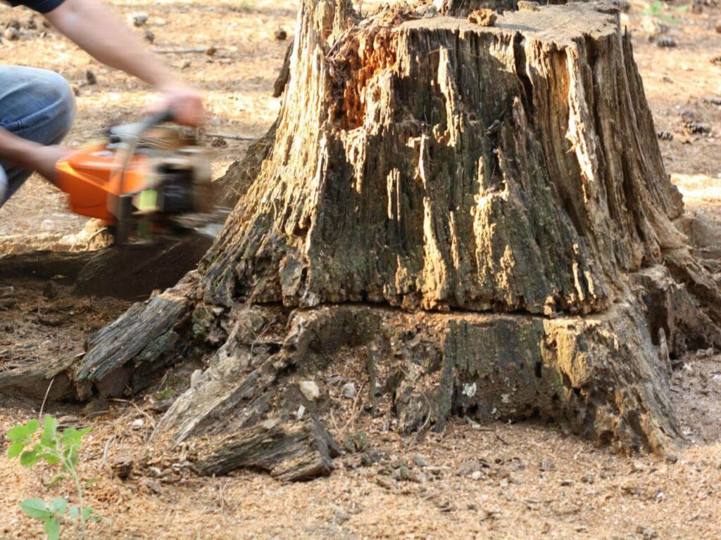 Stump Removal-Pros-Pro Tree Trimming & Removal Team of West Palm Beach