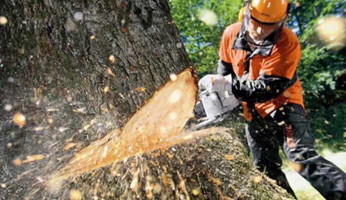 Tree Cutting-Experts-Pro Tree Trimming & Removal Team of West Palm Beach