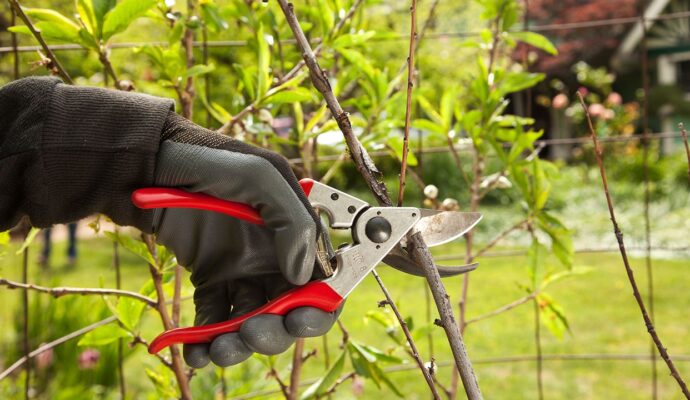 Tree Pruning Experts-Pro Tree Trimming & Removal Team of West Palm Beach