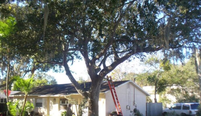 Tree-Pruning-Tree-Removal-Services Pro-Tree-Trimming-Removal-Team-of- West Palm Beach