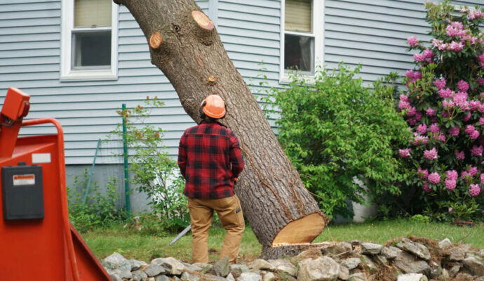Tree-Removal-Experts-Pro Tree Trimming & Removal Team of West Palm Beach
