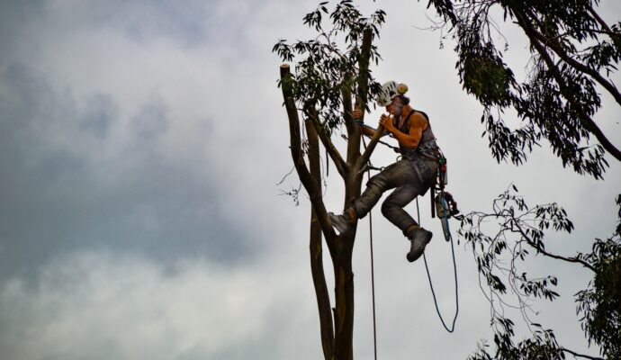Tree-Trimming-Services-Services Pro-Tree-Trimming-Removal-Team-of West Palm Beach